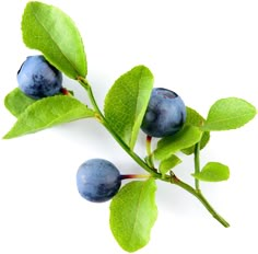 some blueberries are on the branch with green leaves