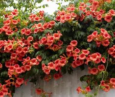 red flowers growing on the side of a building