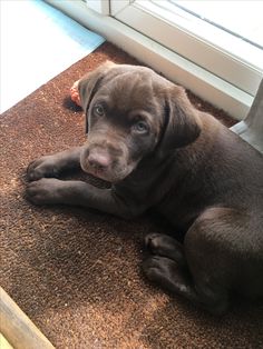 a brown puppy laying on the floor next to a window