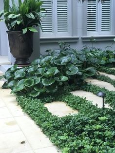 some plants that are in the middle of a walkway and next to a potted plant