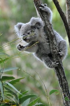 a small koala climbing up the side of a tree branch with it's mouth open