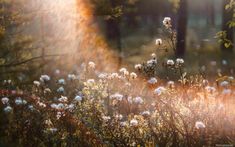 the sun shines through the trees and flowers in the field with wildflowers