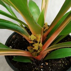 a close up of a plant in a pot with dirt on the ground and green leaves