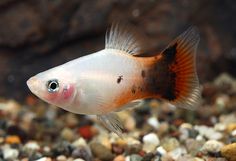 an orange and white fish swimming on top of rocks