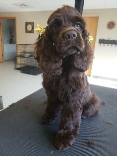 a brown dog sitting on top of a floor