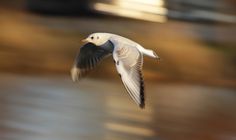 a white and black bird flying over water