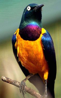 a colorful bird sitting on top of a tree branch