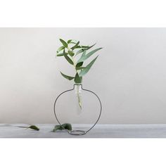 a plant in a glass vase with some leaves on the top and one green leaf sticking out of it