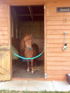 a brown horse standing in the doorway of a wooden stable with a blue ring around it's neck