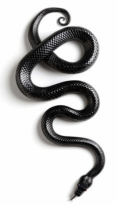 Realistic Black Mamba Snake Black Snake Illustration, Black Mamba Snake Tattoo, Snake Black And White, White Vector Background, Snake Vector, Black Snake Tattoo, Black Mamba Snake, Mamba Snake, Snake Photos