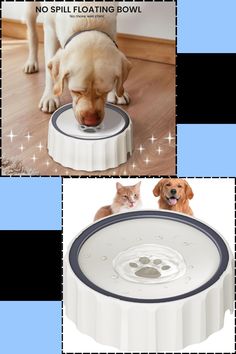 there is a collage of pictures with dogs and cats eating out of the same bowl