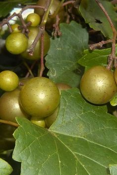 some green and yellow berries hanging from a tree