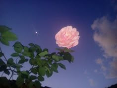 a pink rose is blooming in the night sky with moon and clouds behind it