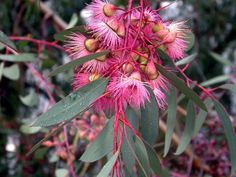 some pink flowers and green leaves on a tree