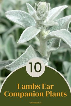 the top ten plants that can be used to grow and care for your garden, including lambs ear