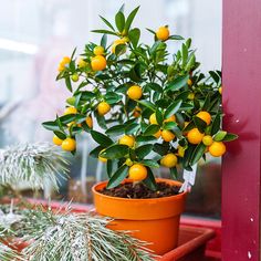 a potted lemon tree sitting on top of a window sill next to another plant