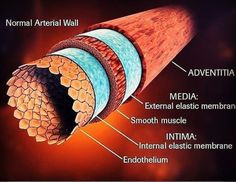 the structure of an animal's skin