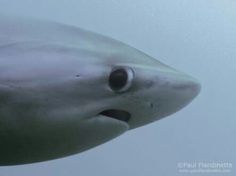 a large white shark swimming in the ocean