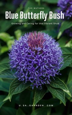 blue butterfly bush growing and caring for the vibrant shrub by u s a garden com