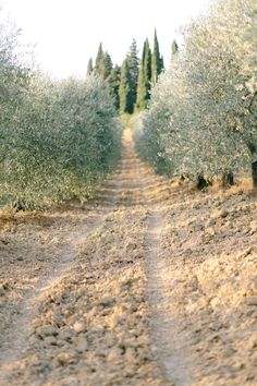 an empty dirt road surrounded by trees and bushes