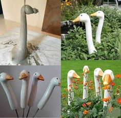 there are four different types of birds in the garden and one is white with orange beaks