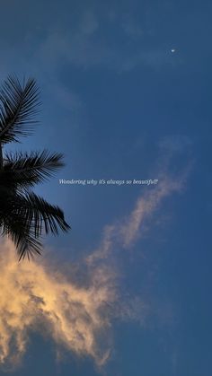 a palm tree is silhouetted against the evening sky with a crescent moon in the distance