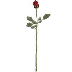 a single red rose with green leaves on a white background