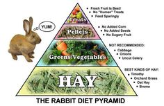 the rabbit is standing in front of a food pyramid