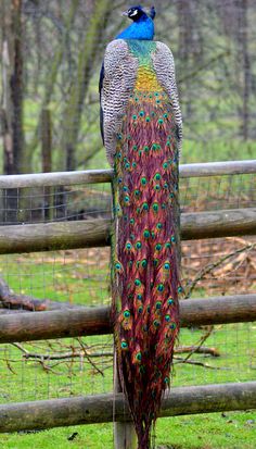 a peacock standing on top of a lush green field next to a wooden post fence