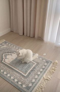 a white cat sitting on top of a rug