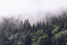 the forest is covered in fog and low lying clouds