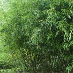 an image of bamboo trees in the woods