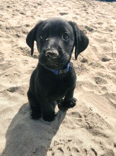 a black puppy sitting on top of a sandy beach