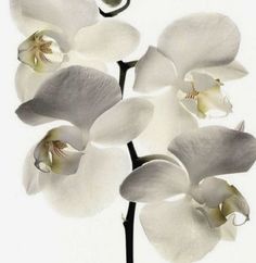 an image of white orchids on a white background