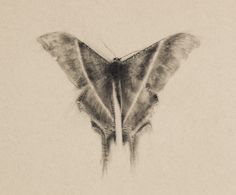 a drawing of a large moth on a white background with black and grey lines in the wings