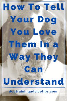 a dog with the words how to tell your dog you love them in a way they can understand