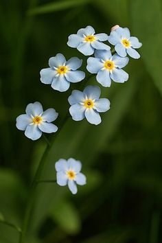 small blue flowers with yellow centers in the grass