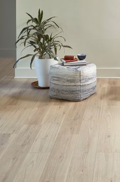 a living room with wooden flooring and a plant in the corner next to it