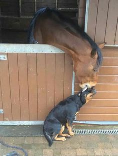 two dogs are playing with a horse in the stable