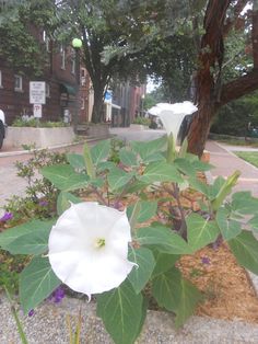 a large white flower sitting on the side of a road