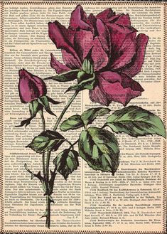 a pink rose on an old book page