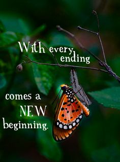 an orange and black butterfly sitting on top of a green leaf covered tree branch with the words, with every ending comes a new beginning