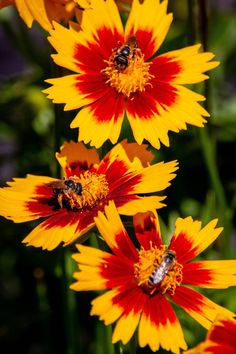 two bees are sitting on some yellow and red flowers