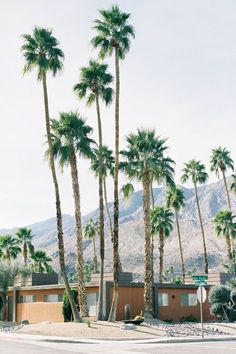 palm trees line the street in front of a house with mountains in the back ground