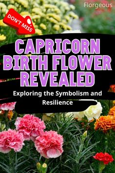 Capricorn Birth Flower Goals Questions, Capricorn Flower, Loyal Friends, Flower Arrangement