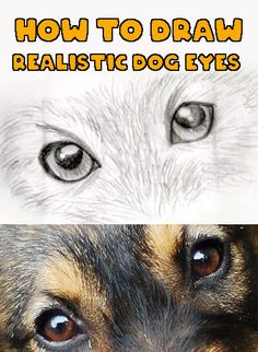 a close up of a dog's face with the words how to draw realistic dog eyes