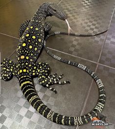 a large black and yellow lizard laying on top of a tiled floor next to a white wall