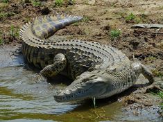 an alligator is laying in the water