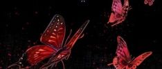 three red butterflies flying in the dark