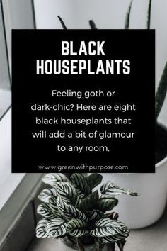 Feeling Goth or Dark Chic? Black houseplants for your home decor Black Houseplants, Goth Garden, Gothic Garden, Inside Plants, Black Garden, House Plants Indoor, Plant Mom, Growing Plants